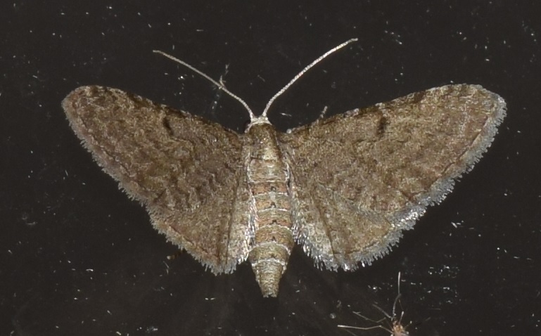 Eupithecia sp.? da ID